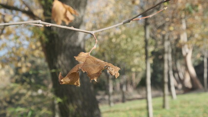 Fototapeta premium Hojas de otoño