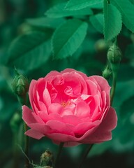 Closeup shot of a pink rose in the garden