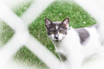 Selective focus shot of a white cat with black head