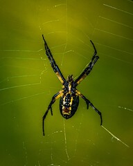 Selective focus shot of a black and yellow spider on its web