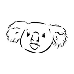 Koala bear animal on tree sketch engraving vector illustration. Scratch board style imitation. Black and white hand drawn image.