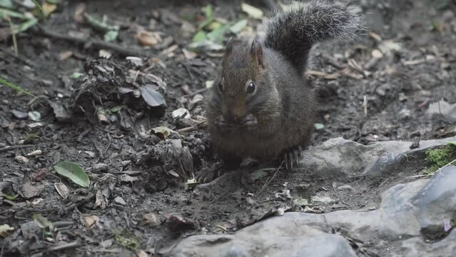 Cute gray squirrel eating in nature during the daytime