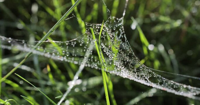 Toile d'araign&eacute;e en gros plan dans la ros&eacute;e matinale