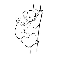 Koala bear animal on tree sketch engraving vector illustration. Scratch board style imitation. Black and white hand drawn image.