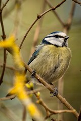 Vertical shot of a beautiful Eurasian blue tit perched on a twig