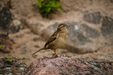 Closeup shot of Italian sparrow bird sitting on rock on blurry background