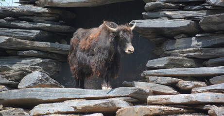 The yak is a long-haired bovid found throughout the Himalaya region of southern Central Asia, the Tibetan Plateau and as far north as Mongolia and Russia.