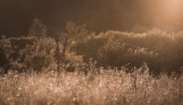 Meadow At Dawn, Cobwebs And Plants In A Clearing In The Middle Of The Forest In The Light Of The Rising Sun, Clover In The Sun