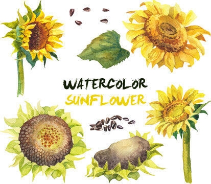 Watercolor sunflowers isolated on white