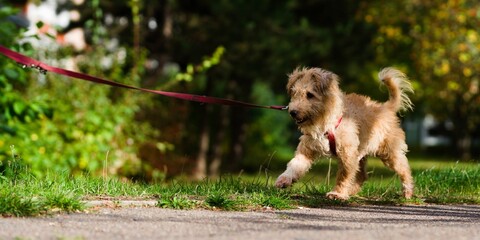 Small blonde fluffy dog walking on the street