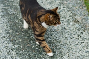 Grumpy tabby cat walking on street