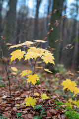 młode drzewo dąb, jesień żółte liście