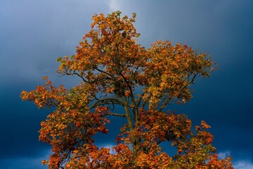 Autumn colored tree on dark stormy sky background