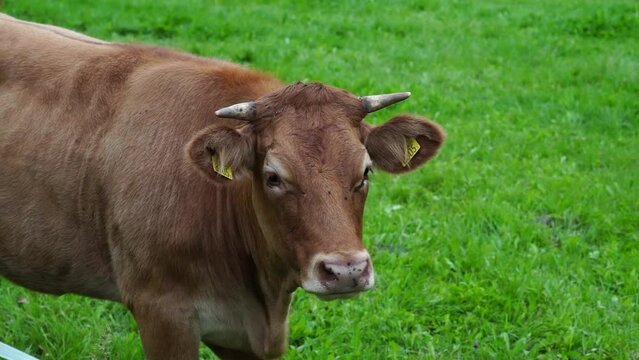 Slow motion of brown cow in green yard trying to get rid of flies by flinching and flapping her ears