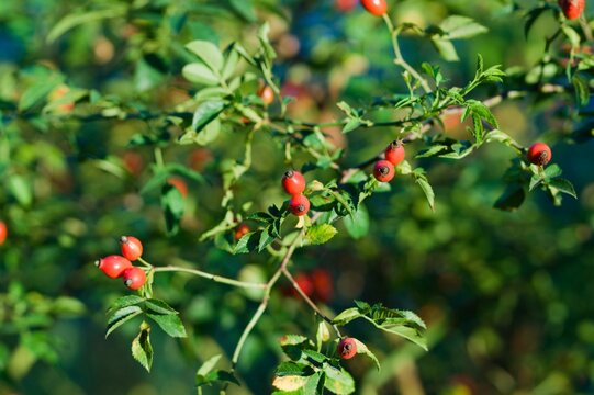 Selective focus of a twig full of red dog rose wild fruit under the sunlight