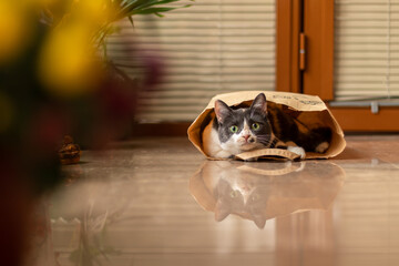 Funny male cat lying in a paper bag indoor and looking at the camera