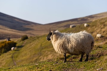 Fototapeta premium A ram sheep with fluffy white fur in a pasture in Edinburgh, Scotland, United Kingdom