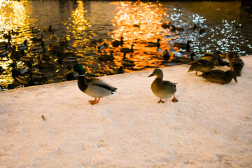 Fototapeta premium Winter portrait of duck in a winter public park. Duck birds are standing or sitting in the snow. Migration of birds. Ducks and pigeons in the park are waiting for food from people.