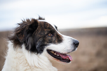 happy white dog in big snow in winter