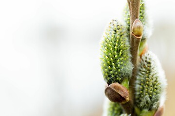 Closeup shot of blooming salix caprea branches on blurry background, perfect for wallpaper