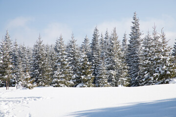 beautiful winter landscape with snowy fir trees