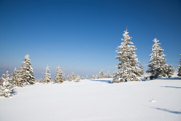 beautiful winter landscape with snowy fir trees