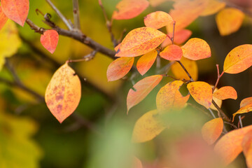Autumn yellow and orange vibrant leaves branches close-up with blur background. Autumnal forest, nature details