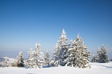beautiful winter landscape with snowy fir trees