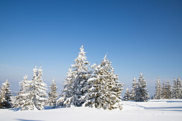 beautiful winter landscape with snowy fir trees