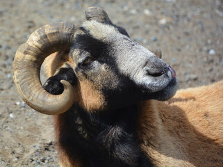 European male mouflon is the westernmost and smallest sub-species of mouflon. It was originally found only on the Mediterranean islands of Corsica and Sardinia