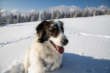 Fototapeta na wymiar happy white dog in big snow in winter
