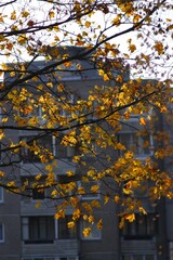 Vertical shot of yellow autumn tree leaves on a building background