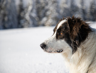 happy white dog in big snow in winter