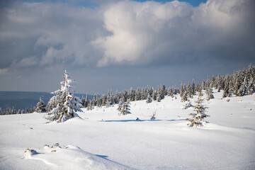 Obraz premium beautiful winter landscape with snowy fir trees