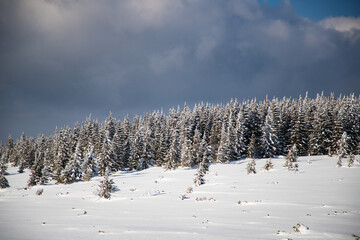 beautiful winter landscape with snowy fir trees