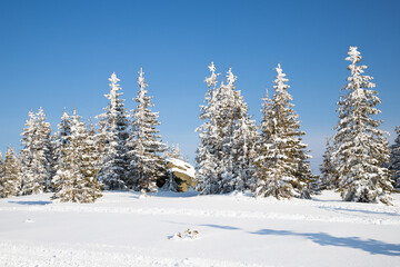 Obraz premium beautiful winter landscape with snowy fir trees