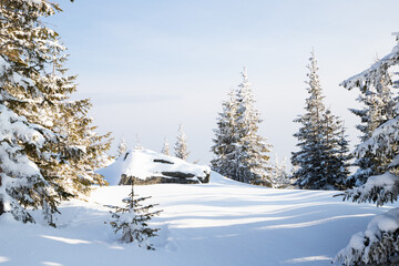 beautiful winter landscape with snowy fir trees