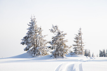 beautiful winter landscape with snowy fir trees