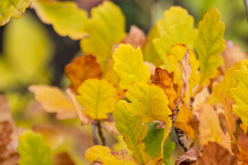 Autumn yellow leaves on oak tree branches macro with blurred background, gold time season nature details