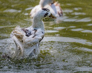 Closeup of an Ancona duck going for a bath in a lake