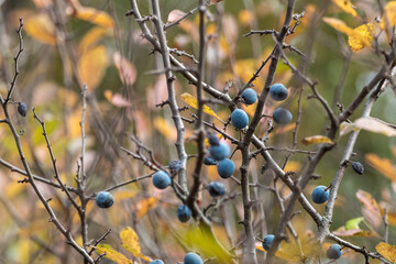 Blackthorn blue berries and yellow leaves on prickly bush branches in autumn forest with blurred...