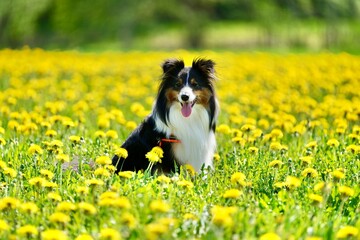 Cute Sheltie dog in a field with beautiful yellow flowers on a sunny day