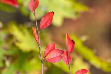 Autumn red vibrant leaves branches close-up on wild green blurred background. Autumnal forest mood nature details