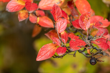 Autumn red vibrant leaves bush close-up with blurred green background. Autumnal forest colorful nature details
