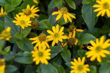 Closeup shot of beautiful creeping zinnias flowers blooming in the garden