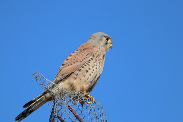 Kestrel (Falco tinnunculus) on top of a building surveying his surroundings.