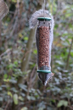 Hide and seek with a Grey Squirrel (Sciurus Carolinensis on a peanut feeder.