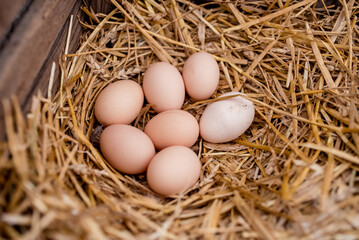 Close-up of three fresh chicken eggs in a straw nest.