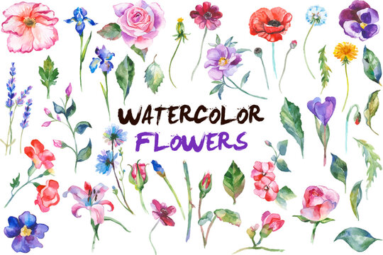 Watercolor painted collection of flowers. Hand drawn flower design elements isolated on white background.