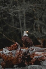 Vertical shot of Southern Bald Eagle perched on driftwood on blur background